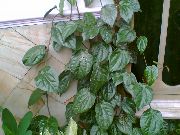 тъмнозелено Целебес Пипер, Черен Пипер Великолепна (Piper crocatum) Стайни растения снимка