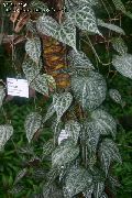 margas Celebes Pipirai, Didinga Pipirų (Piper crocatum) Kambariniai augalai nuotrauka