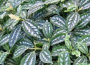 kropenatý Hliníkový Rostlina (Pilea)  fotografie