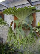 жарығы жасыл Platicerium (Olenij Рога) (Platycerium) Үй Өсімдіктер фото