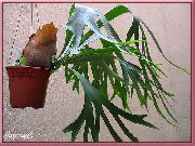 绿 鹿角蕨，elkhorns (Platycerium) 室内植物 照片