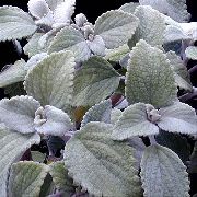 ვერცხლისფერი Swedish Ivy (Plectranthus) სახლი მცენარეთა ფოტო
