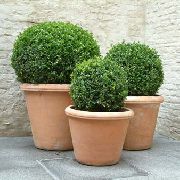 zelena Šimšir (Buxus) Biljka u Saksiji foto
