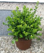 绿 黄杨木 (Buxus) 室内植物 照片