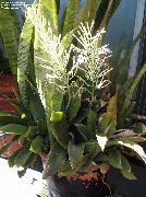 ჭრელი Sansevieria  სახლი მცენარეთა ფოტო