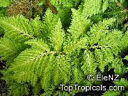 licht groen Selaginella  Kamerplanten foto