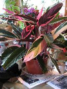 杂色 Triostar，永不永不厂 (Stromanthe sanguinea) 室内植物 照片