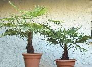 grön Fortunei Flata (Trachycarpus) Krukväxter foto