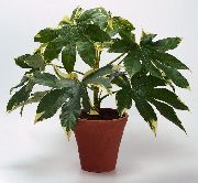 Японски Aralia Растение на петна