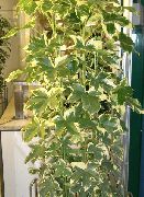 ჭრელი ხე Ivy (Fatshedera lizei) სახლი მცენარეთა ფოტო