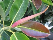 zöld Ábra (Ficus) Szobanövények fénykép