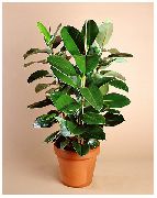 зелений Фікус (Ficus) Кімнатні рослини фото