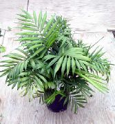zelená Filodendron Liana (Philodendron  liana) Izbové Rastliny fotografie