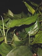 zelena Aglaonemu, Srebrna Zimzelena (Aglaonema) Biljka u Saksiji foto