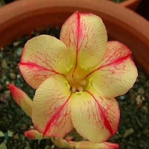  , Adenium Obesum Desert Rose STAR OF YELLOW DREAM, ,    -     , -, 