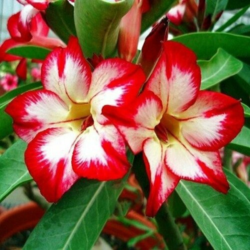  , Adenium Obesum Desert Rose KO-69, ,    -     , -, 