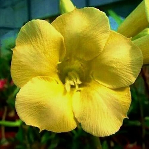  , Adenium Obesum Desert Rose YELLOW EARTH, ,    -     , -, 