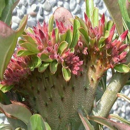  , Adenium Obesum Desert Rose Red Flabellate, ,    -     , -, 