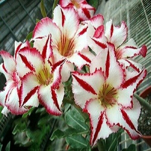  , Adenium Obesum Desert Rose FANTASTIC SMILE KO-38, ,    -     , -, 