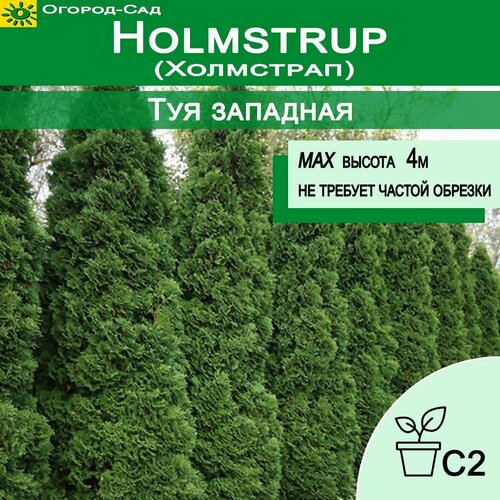     (Thuja occidentalis Holmstrup)   -     , -, 