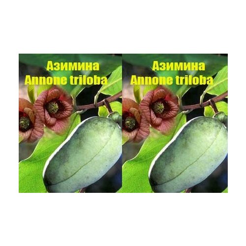  (Annone triloba)   -     , -, 