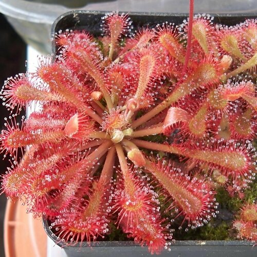     SPATULATA var. LOVELLE 10+  (Drosera Spatulata var. Lovelle)  ,     -     , -, 