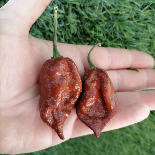      Carolina Reaper Chocolate,    5 .   -     , -, 