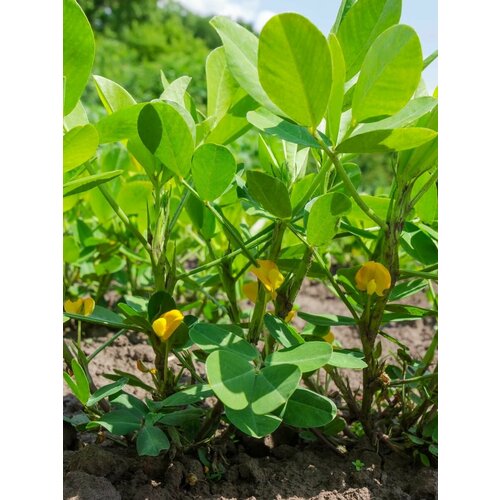      (Arachis hypogaea), 10    -     , -, 