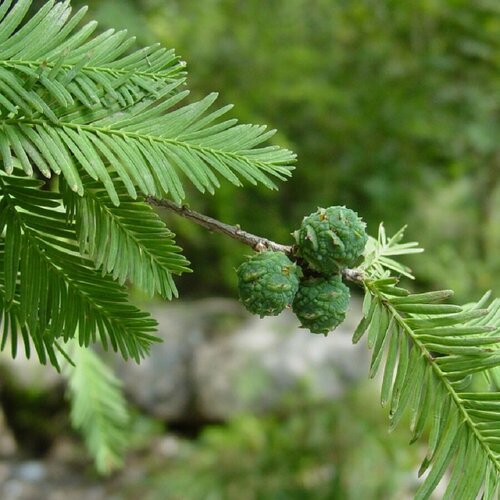     , Taxodium mucronatum 20 .   -     , -, 