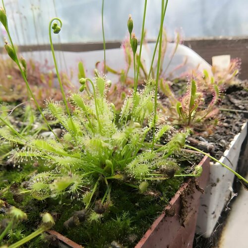     INTERMEDIA ALL GREEN 10+  (Drosera Intermedia All Green),  ,     -     , -, 