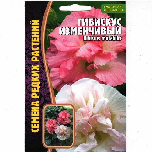   / Hibiscus mutabilis,   ( 1: 10  )   -     , -, 