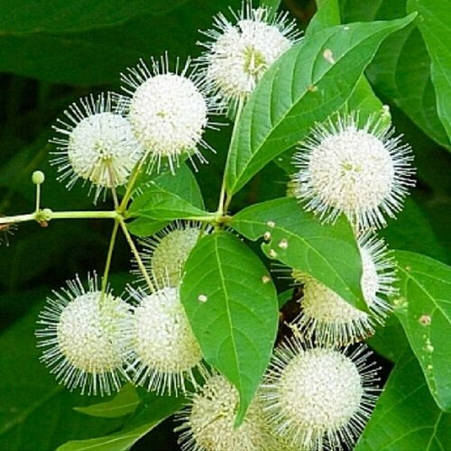     , Cephalanthus occidentalis,   20 .   -     , -, 