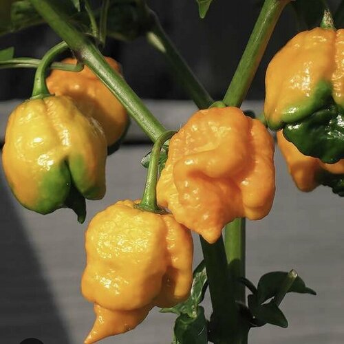      7 pot Congo Giant Yellow 5 .   -     , -, 