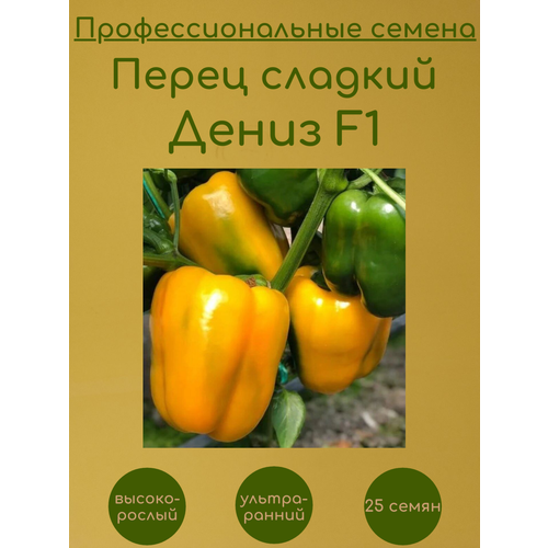     F1 25    -     , -, 