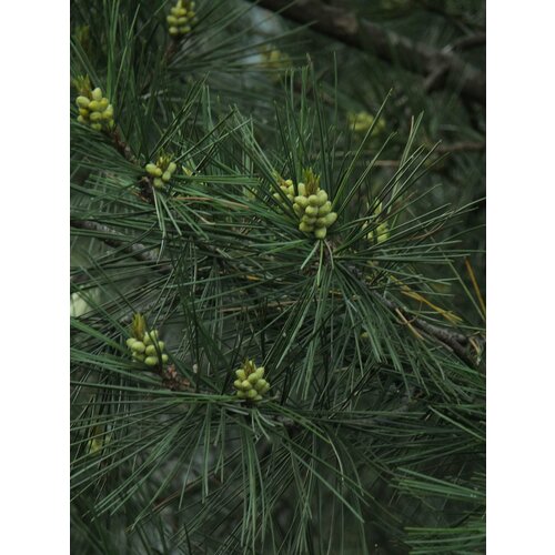     15. (Pinus gerardiana)   -     , -, 