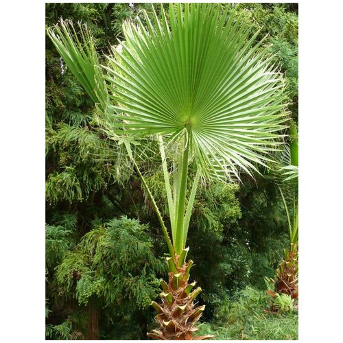      (Washingtonia filifera), 5    -     , -, 