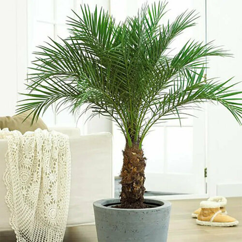       (Phoenix canariensis), 5    -     , -, 