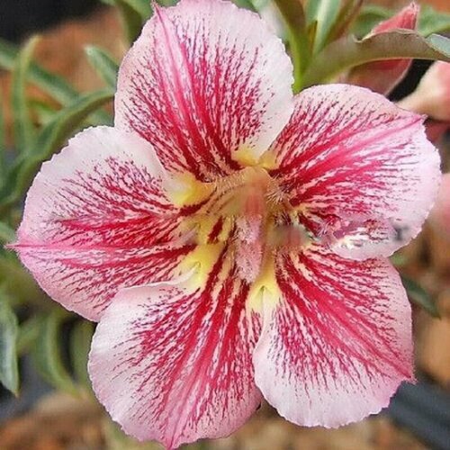 , Adenium Obesum Desert Rose DIAMOND PINK, ,    -     , -, 