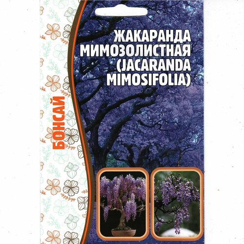  ,   / Jacaranda mimosifolia,   ( 1 : 5  )   -     , -, 