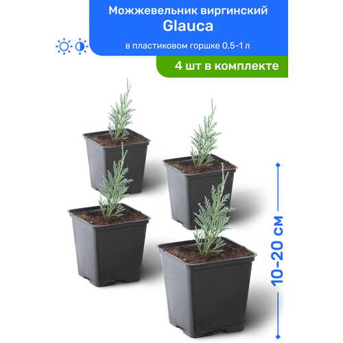    Glauca 10-20     0,5-1 , ,   ,   4    -     , -, 