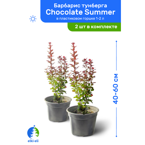    Chocolate Summer ( ) 40-60     1-2 , ,   ,   2    -     , -, 