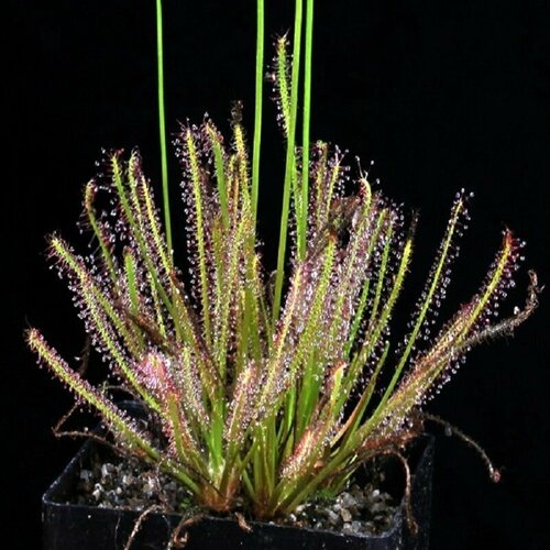       5  (Drosera TRACYI),     -     , -, 