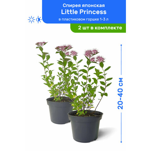    Little Princess ( ) 20-40     1-3 , ,   ,   2    -     , -, 