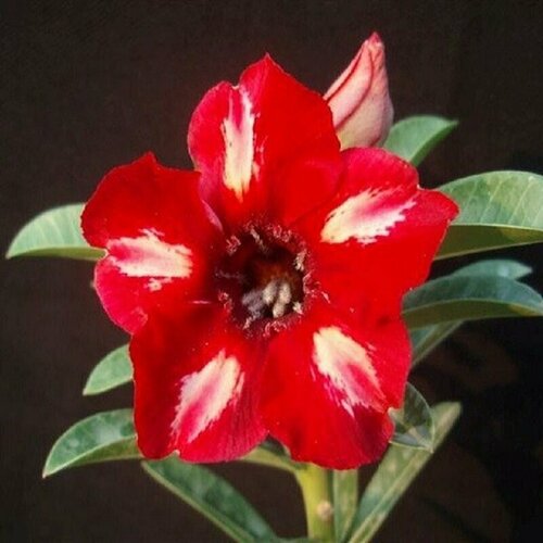  , Adenium Obesum Desert Rose KO-40, ,    -     , -, 