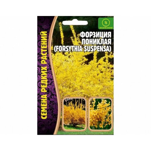     (forsythia suspensa) (20 )   -     , -, 