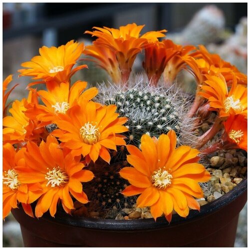      Rebutia flavistyla FR-756 10 .   -     , -, 