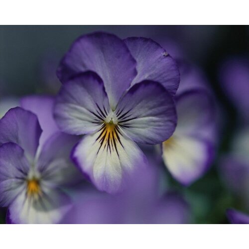    -  -   (. Viola Wittrockiana)  30   -     , -, 