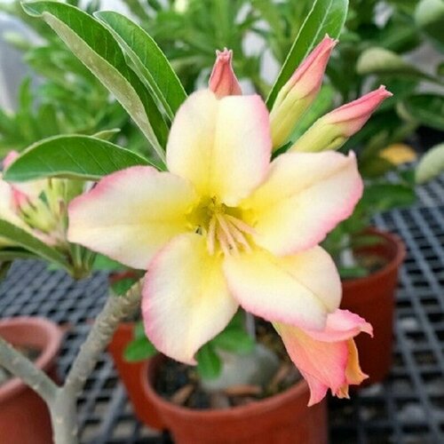  , Adenium Obesum Desert Rose KO-105, ,    -     , -, 