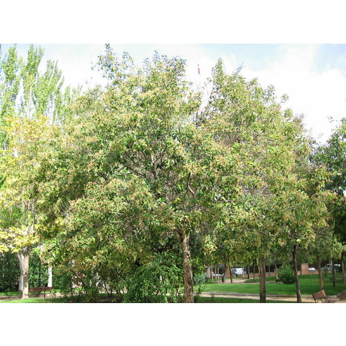    (. Ligustrum japonicum)  15    -     , -, 