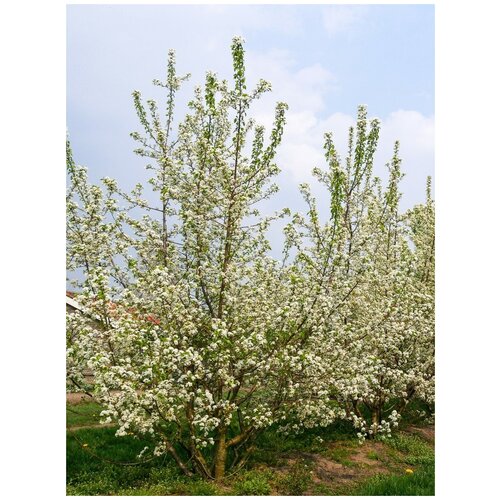     () / Prunus mahaleb, 15    -     , -, 